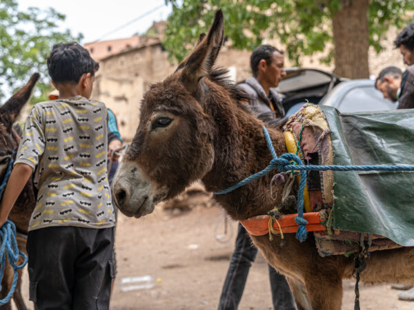 A working donkey wearing a harness looks content.