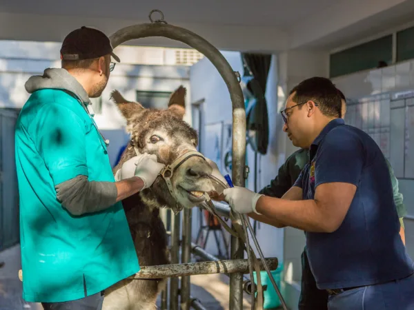 Working donkey receives tube up nose to treat colic