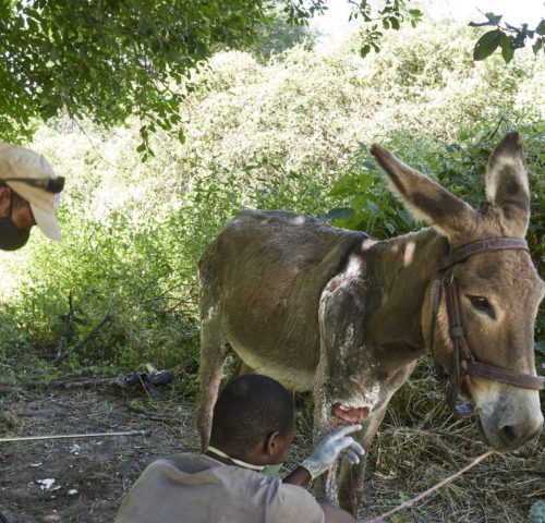 Wounded working donkey receiving treatment
