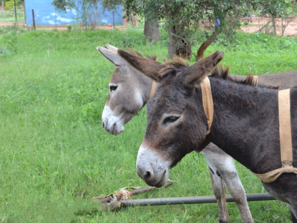 Two working donkeys in South Africa
