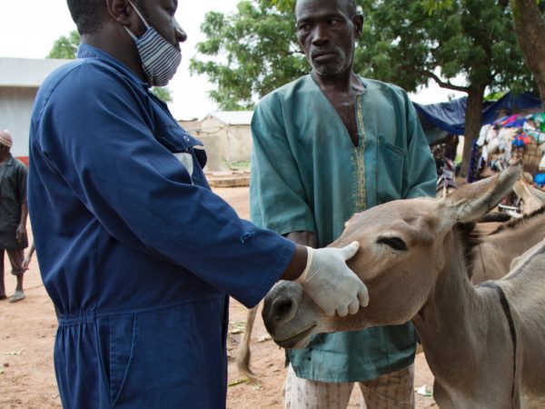 Man standing next to a donkey with a SPANA vet examining its face