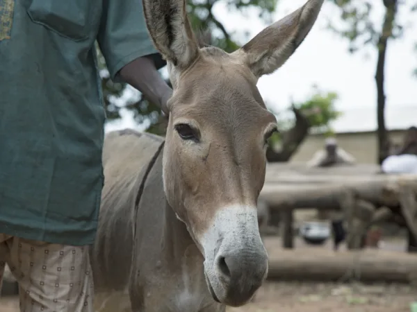Donkey's face with someone standing next to it