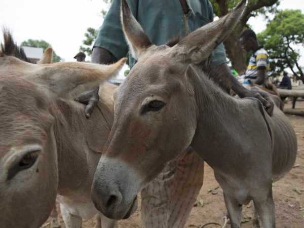 Two donkeys standing close together, one on the right is very skinny. There is a man in the background holding onto the donkeys backs