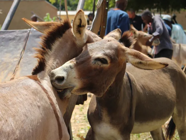 A lady stands in front of three camels in the Sahara Desert as she participates in a trek to raise funds for SPANA.