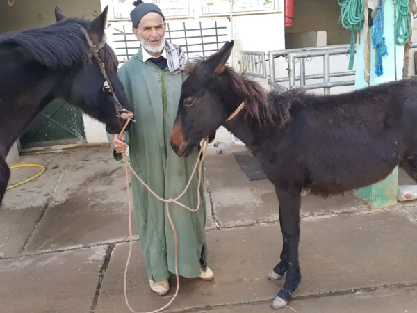 A man holding two dark brown mules