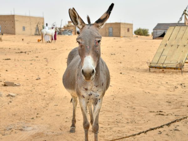 Grey donkey standing on a sand path covered in sores and scars