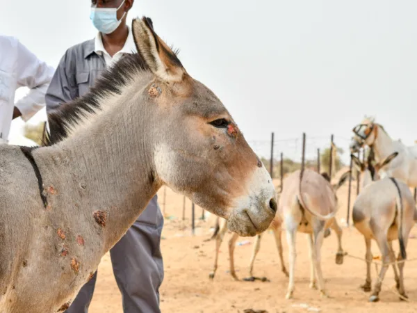 SPANA vet standing with a grey donkey who is covered in sores