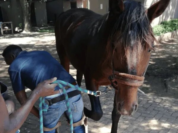 Man holding up a horses back leg outside