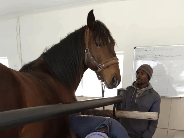 Face of a dark brown horse in a stall with a man behind him