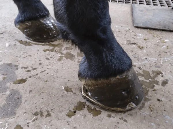 Horses hoof
