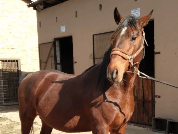 Brown horse standing outside in the sunshine with two stables behind it