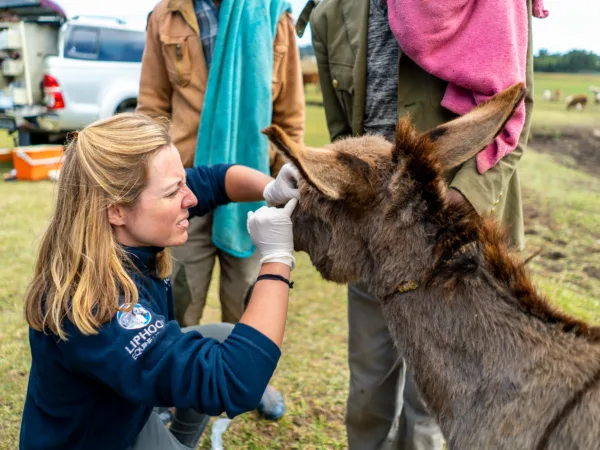 SPANA vet kneeling down looking into a donkey's eye outside on grass
