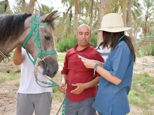 SPANA vet talking to a man wearing a red shirt who is holding a grey horse