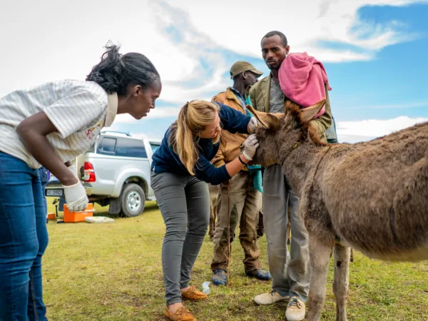 Two SPANA vets looking into a donkeys eye with two men standing in the background