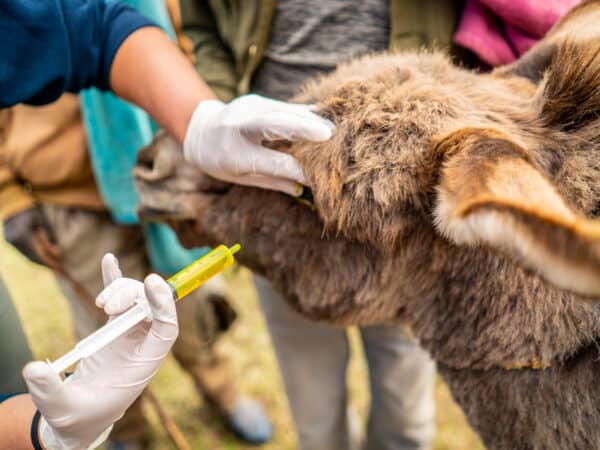 Face of a donkey with someones hand on its face and the other holding a yellow syringe near its eye