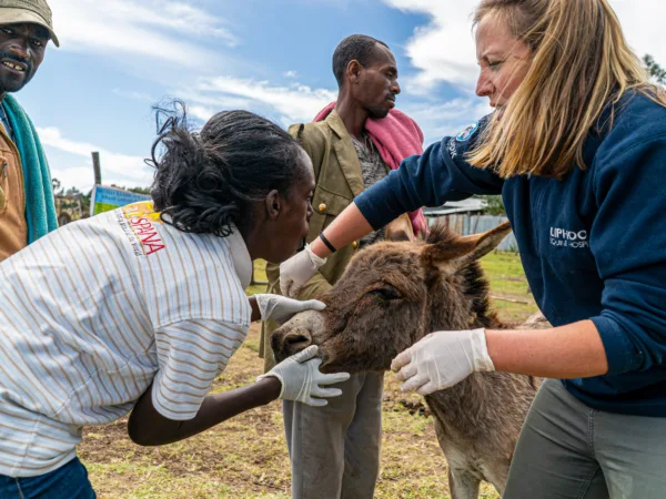 SPANA vet looking at a donkeys sore eye with another woman and two men standing around