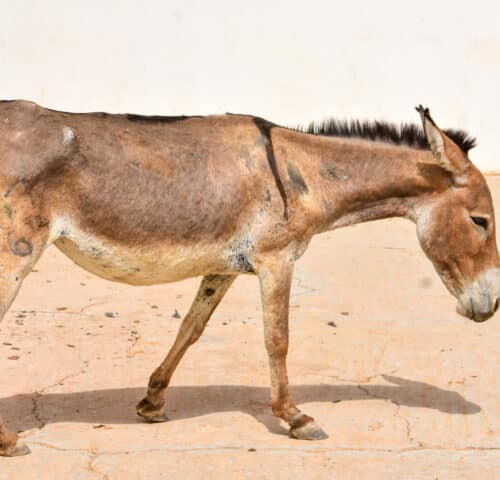 Working donkey suffering from parasites