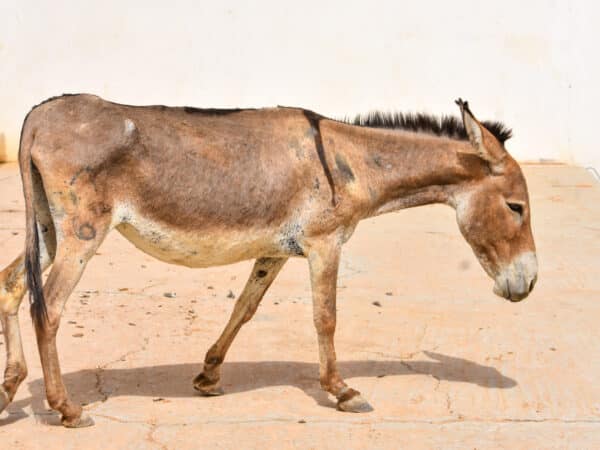 Working donkey suffering from parasites