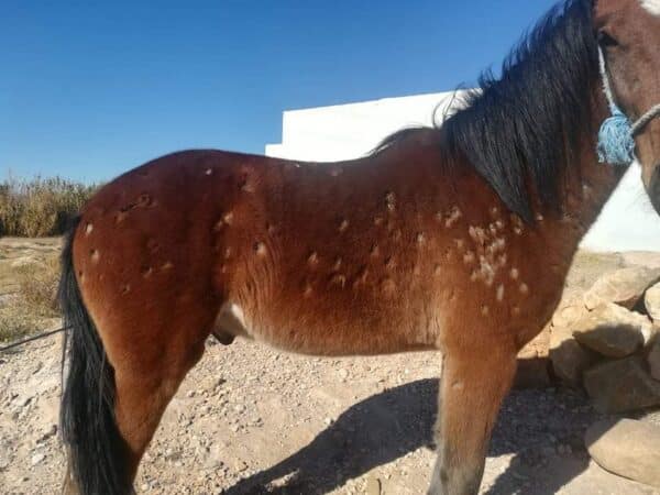 Horse suffering from mange, hair lossparasites parasites, ticks, mange, skin, hair loss due to parasites