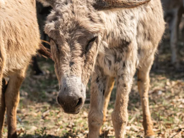 A working donkey suffering from an extreme case of internal and external parasites.