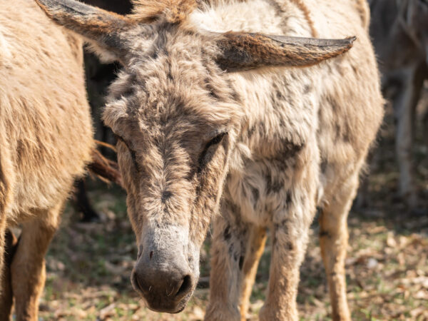 A working donkey suffering from an extreme case of internal and external parasites.