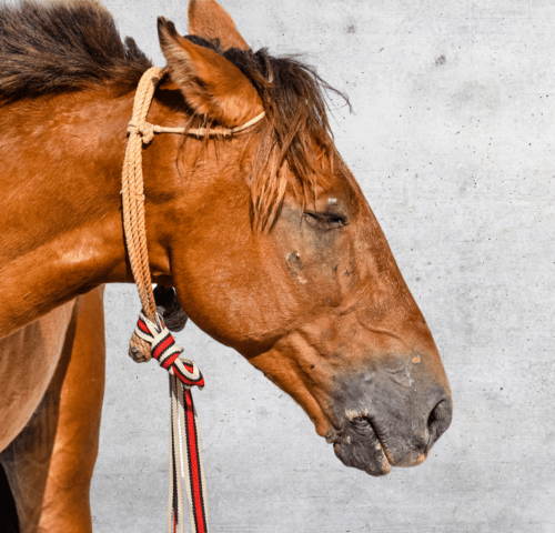 Effects of parasites on the face of a working horse