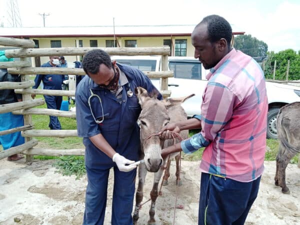 Veterinarians give antiparasite medication to a working donkey suffering from internal parasites