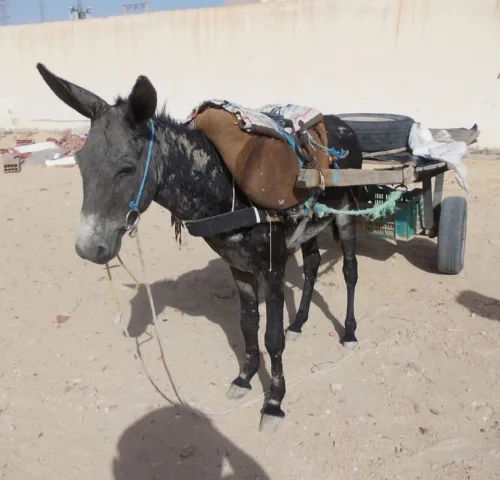 A working donkey pulls a cart. The donkey looks sad and is suffering from parasites.