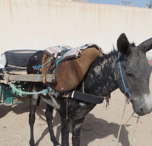 A working donkey pulls a cart. The donkey looks sad and is suffering from parasites.