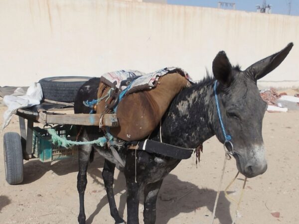 A working donkey pulls a cart. The donkey looks sad and is suffering from parasites.