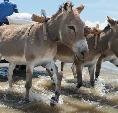 Three light brown donkeys in very shallow water pulling a man sitting on a wooden platform with two wheels
