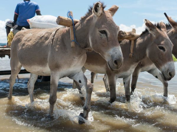 Three light brown donkeys in very shallow water pulling a man sitting on a wooden platform with two wheels