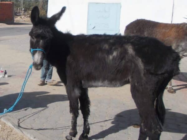 Working donkey in Tunisia receives treatment for scabies (also known as mange) in rural Tunisia