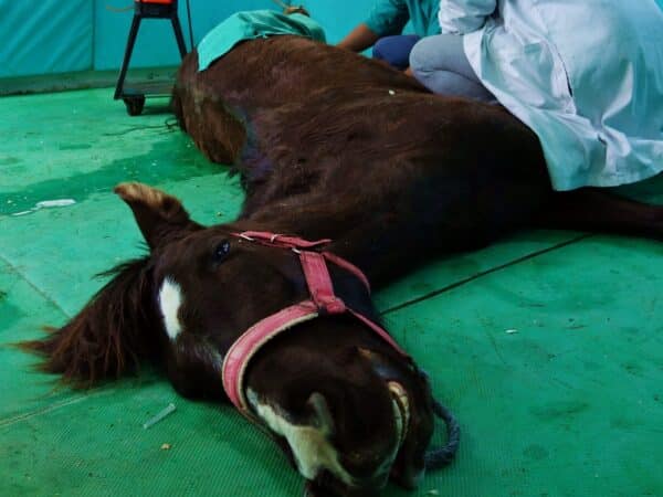 Horse lying down receives lifesaving surgery from SPANA vets