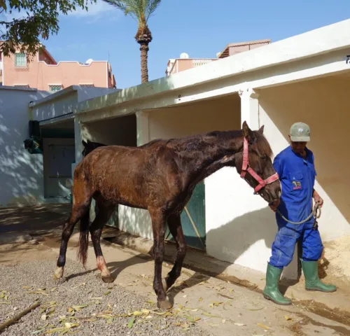 Working horse walking into stable with SPANA vet to recover from surgery