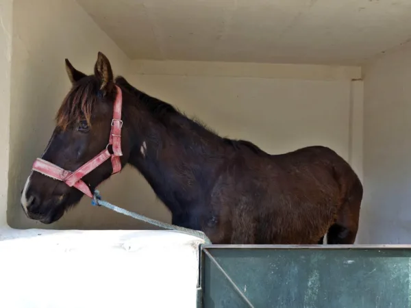 Working horse recovering in stable after receiving lifesaving surgery on injured leg