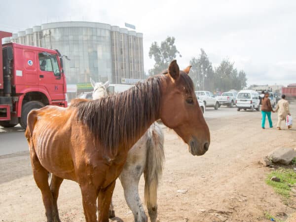 two horses, one brown, one white. standing on the side of the road with a large building a red truck in the background