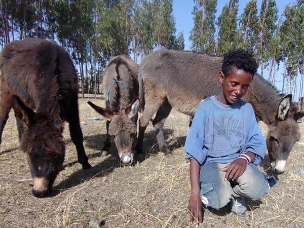 Three working donkeys two grey, one brown eating hay from the floor with a smiling boy infront.