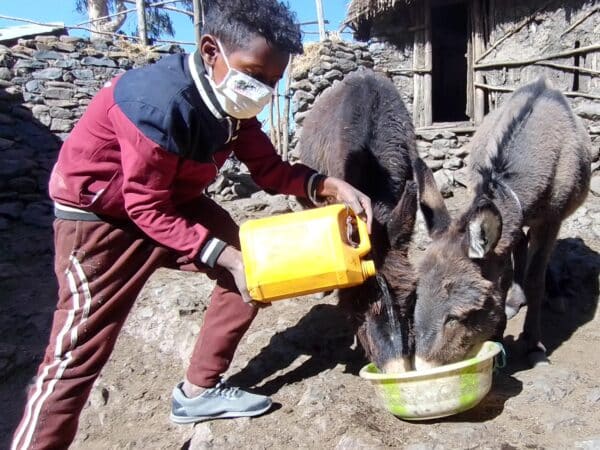 Two donkeys drinking out of a yellow bucket with a boy pouring water into it.