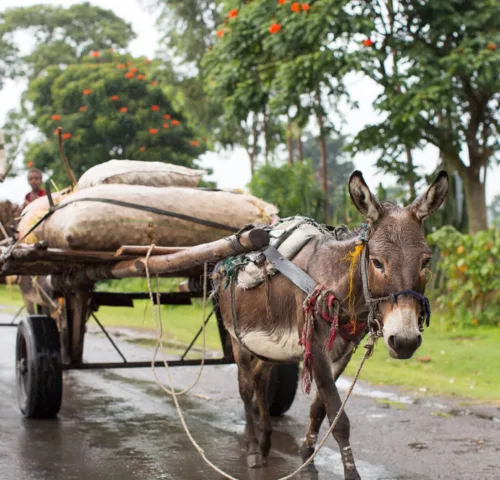 Working donkey pulling cart