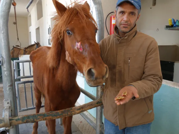 Elise the working horse stands with her owner after receiving treatment for tooth extraction and dental disease