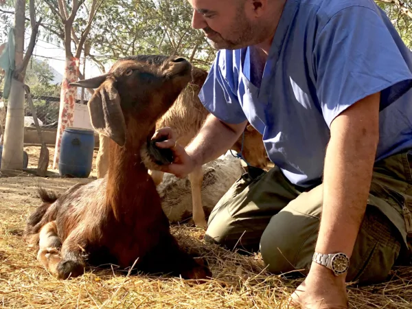 Dr Marc Abraham sitting on the floor brushing a brown goat