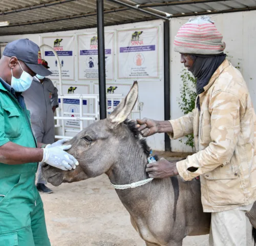 Veterinarian treats donkey for dental disease