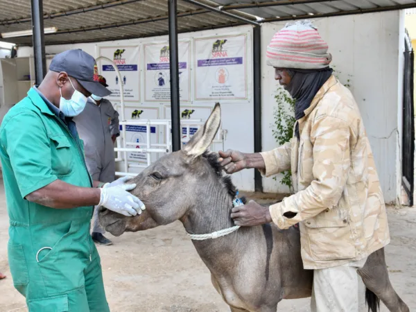 Veterinarian treats donkey for dental disease