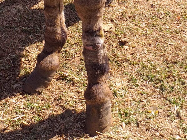 A donkey's front two feet with a wound on one of the feet.