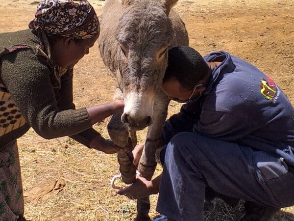 SPANA vet examining a donkey's foot with a women helping hold the donkey's leg