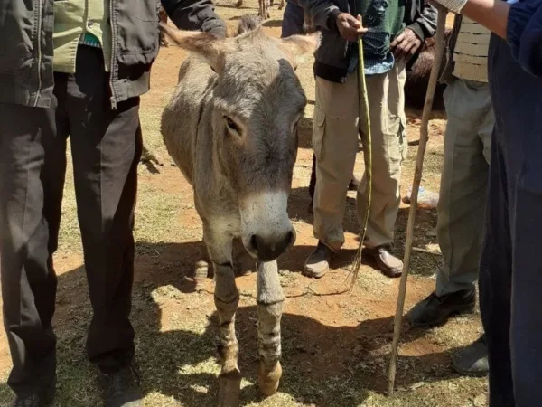 A donkey with several men standing around it