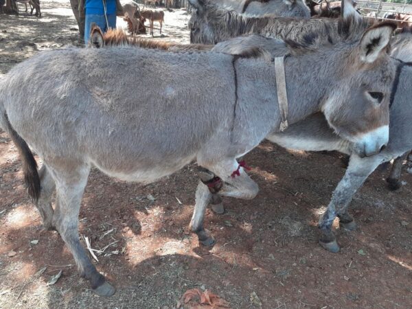 Grey donkey standing around with its front right foot up with a visible cut