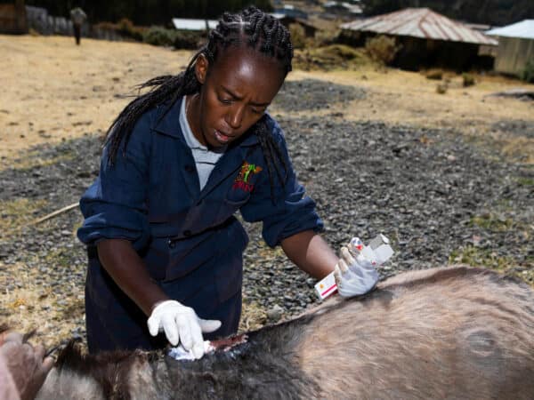 Female SPANA vet applying cream to a donkey's back