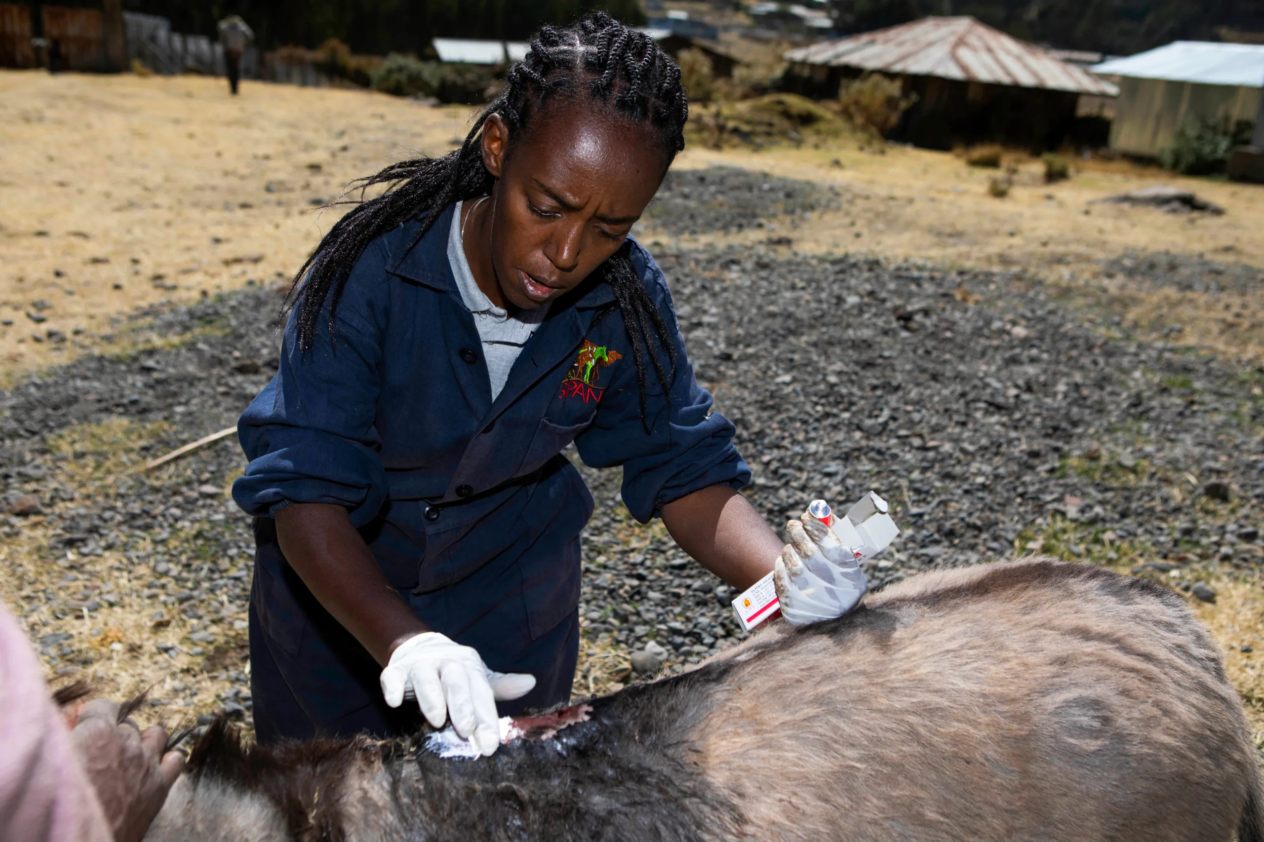 Female SPANA vet applying cream to a donkey's back